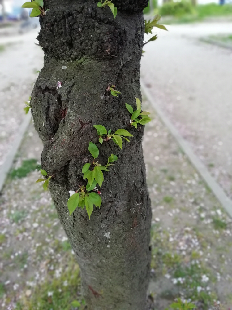 桜の幹から若葉が生える様子